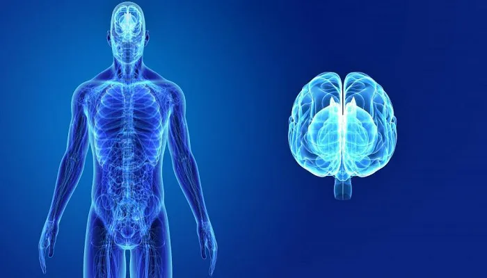 خلاصه کتاب دستگاه عصبی
