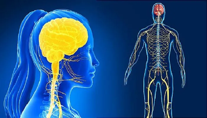 جزوه دستگاه عصبی